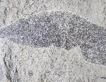 Quercus rhenana (KRAUSEL & WEYLAND 1950) - Bild © FossNet FossilienStore